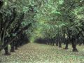 Nature_Wallpapers-001.jpg