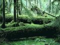 Nature_Wallpapers-004.jpg