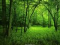Nature_Wallpapers-006.jpg