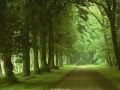 Nature_Wallpapers-008.jpg