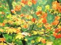 Nature_Wallpapers-010.jpg