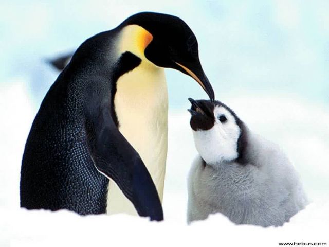 pingouins002.jpg