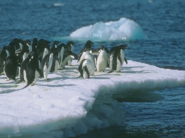 pingouins012.jpg