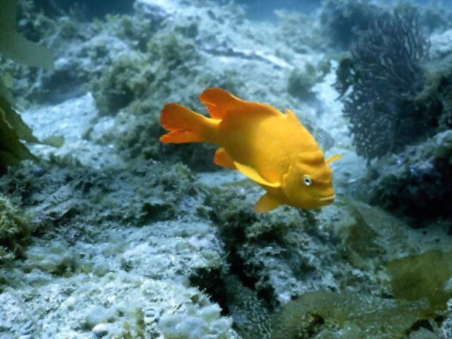 poissons004.jpg