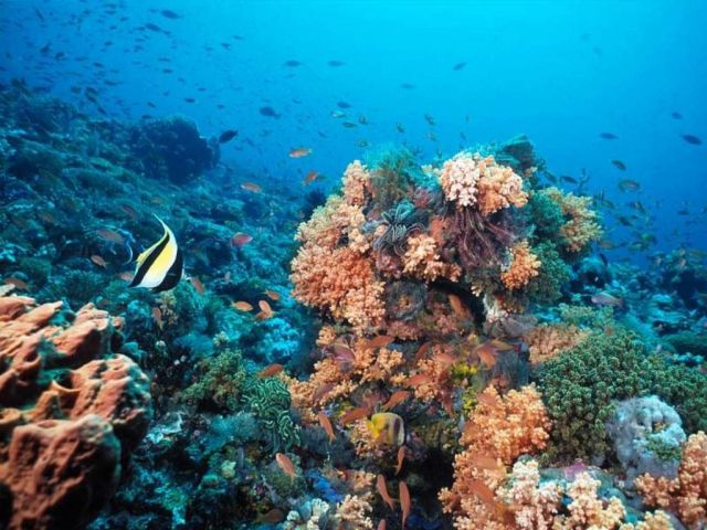 poissons012.jpg