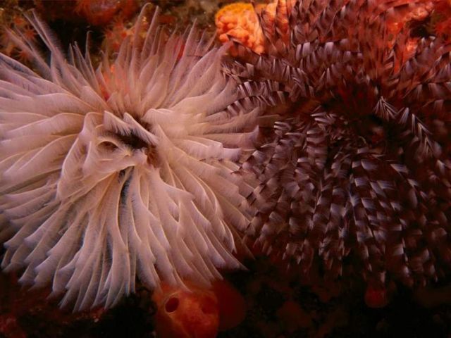 poissons013.jpg