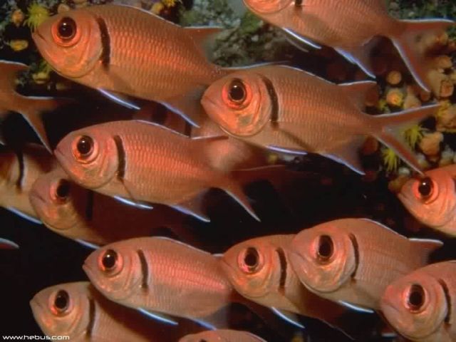 poissons017.jpg