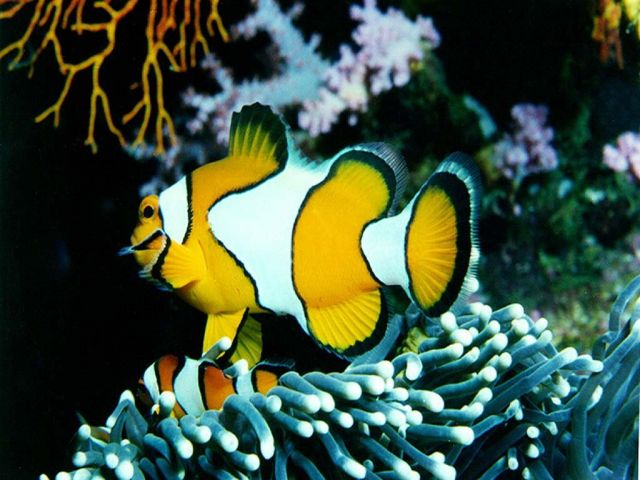 poissons024.jpg