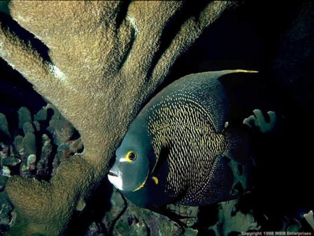 poissons026.jpg