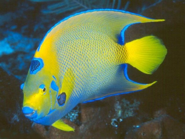 poissons030.jpg