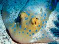 poissons037.jpg